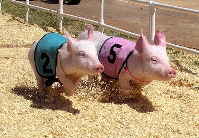 [pig-racing-1[3].jpg]