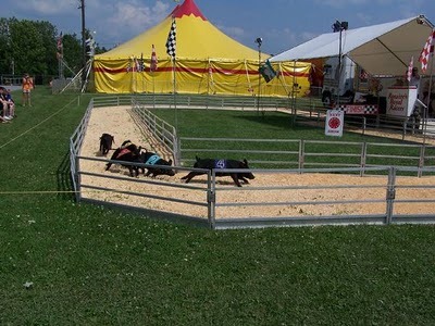 [pig-racing-2[3].jpg]