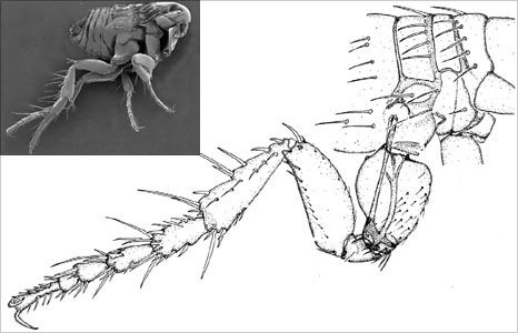 [_51177425_flea-leg_compound[3].jpg]