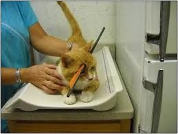 [kucing23.jpg]