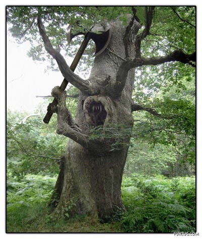 [pohon1[4].jpg]