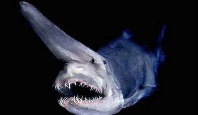 [goblin shark1[3].jpg]