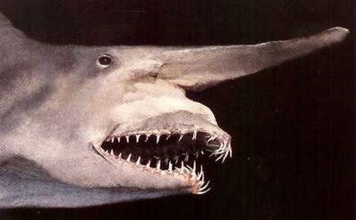 [goblin shark2[3].jpg]