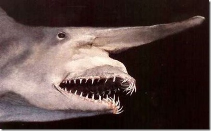 goblin shark2 goblin shark2
