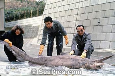 [goblin shark4[3].jpg]