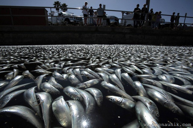 [MillionsdeadfishturnedupKingHarborMarinaLosAngelesCountycoastRedondoBeach2[3].jpg]