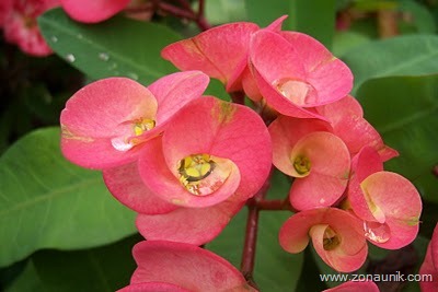 [Persistently - Euphorbia[3].jpg]