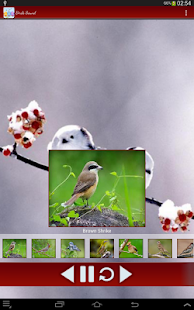 Birds Calls Sounds Screenshots 3