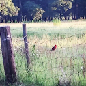 red bird