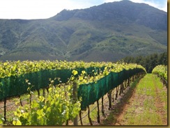 Delheim Wine Estate
