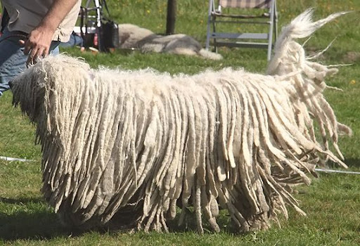 as%20komondor%20draf%20b.jpg