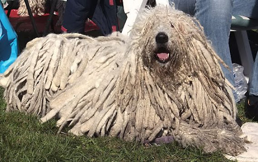as%20komondor%20lig.jpg