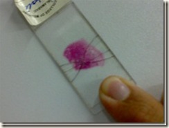 histology slide view (8)_thumb