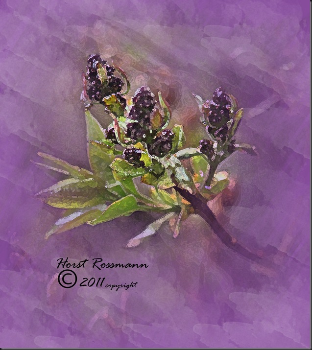 Spring Lilac 3