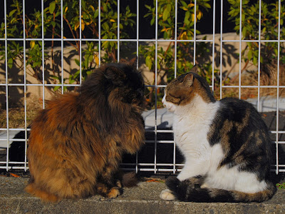 [最も選択された] 夕焼け だんだん 猫 165003-夕焼けだんだん 猫