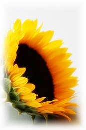sunflower10A1