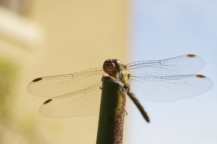 Libellule sur une tige de rosier.