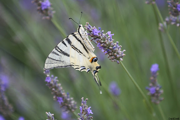 Papillon sous une fleur de lavande. Provence.