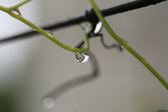 Goutte d'eau sur une vrille de vigne
