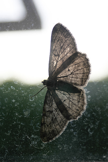 Papillon sur une vitre.