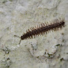 Greenhouse millipede