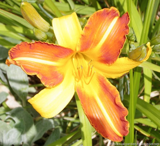 Sunshine song daylily photo