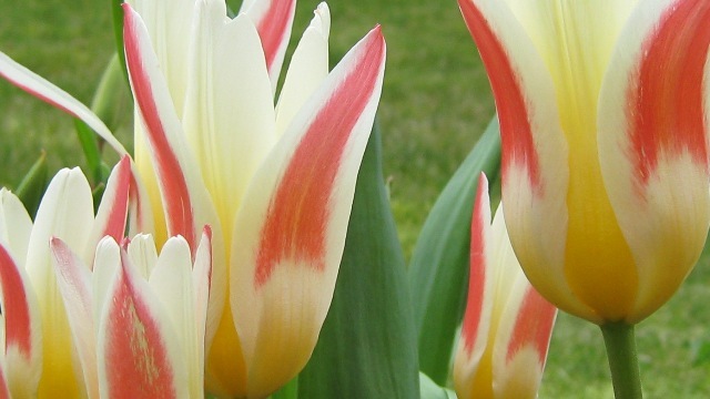 [tulip4[3].jpg]