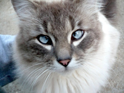 Cross-Eyed Cat Seen On  www.coolpicturegallery.us