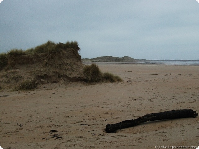dune and driftwood