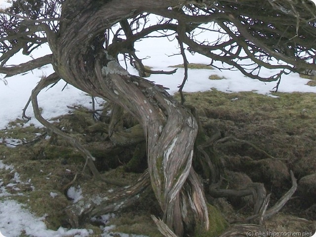 juniper trunk