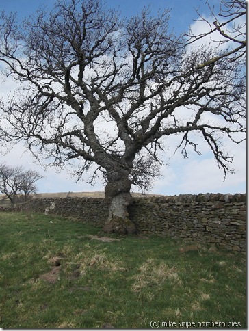 veteran ash tree