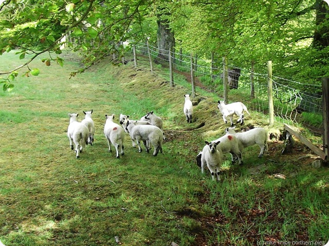 little lambs eat ivy