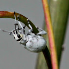 Little Leaf Notcher Weevil