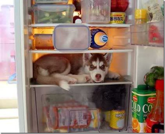 dog-in-the-fridge