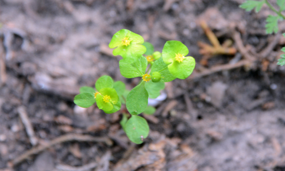 Roemer’s Spurge