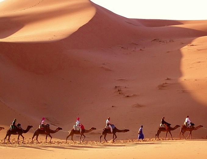 [camels_egypt[5].jpg]