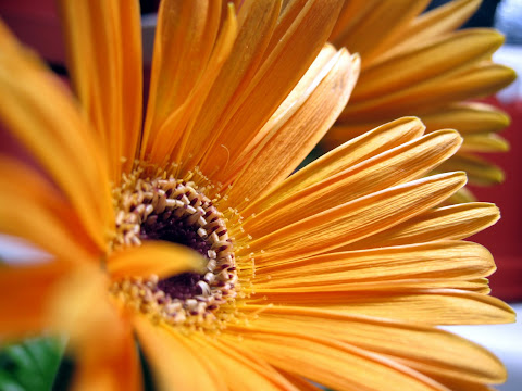 Transvaal daisy (gold)