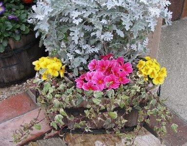 ジュリアン 花が終わったら 321869