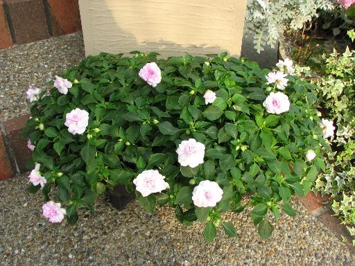 冬越し予定のカリフォルニアローズ フィエスタ 5号鉢 を全て終日屋内管理へ てきとう園芸日記 楽天ブログ