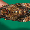 Death's Head Moth