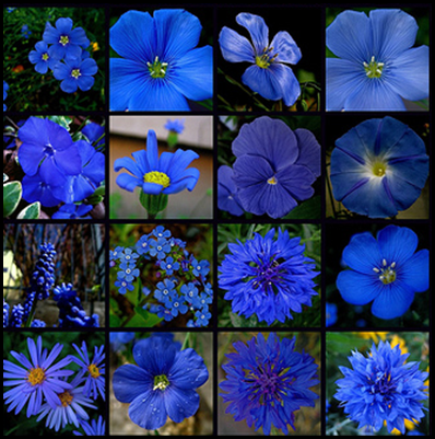 BM4- blueflowers