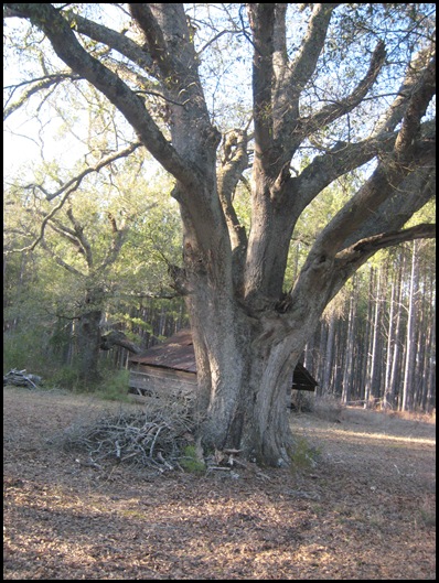 large old oak tree