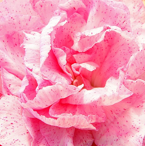 [pink_carnation4.jpg]