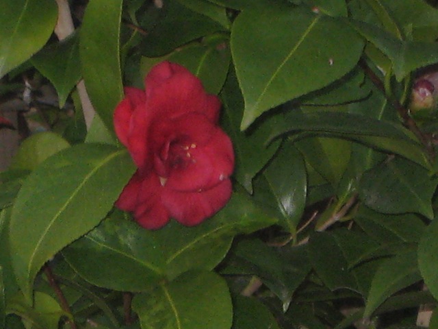 [camellia[4].jpg]