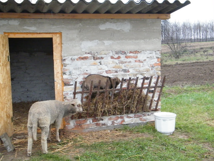 2010%20m%C3%A1rcius%20%C3%A1prilis%20631.jpg