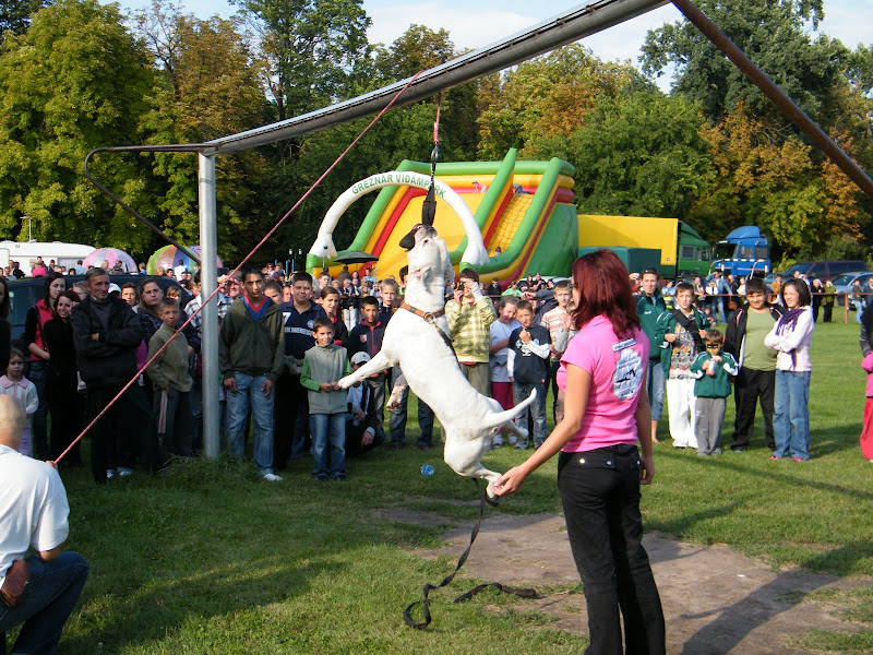 2010.Nagyk%C5%91r%C3%B6si%20P%C3%B3ker%20bemutat%C3%B3%20036.jpg