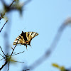 Scarce Swallowtail - Otakárek ovocný