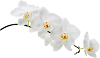 GC78.png