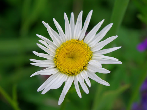 Comment Image
