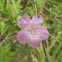 Beach False Foxglove